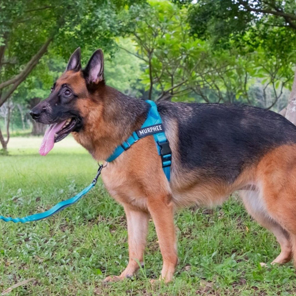No-Pull Padded Dog Harness With Leash