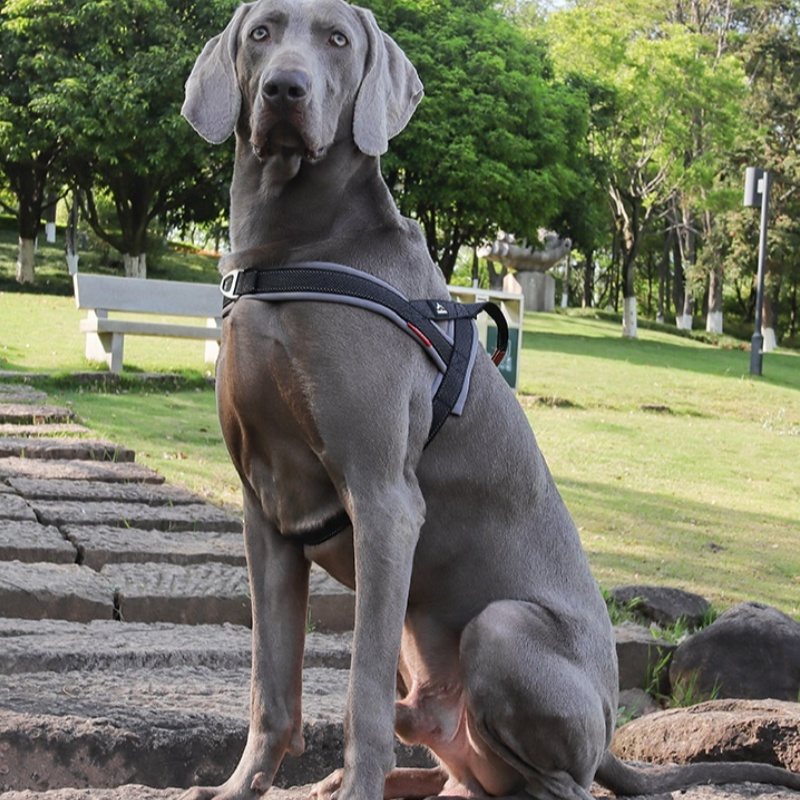 Padded No-Pull Dog Chest Harness