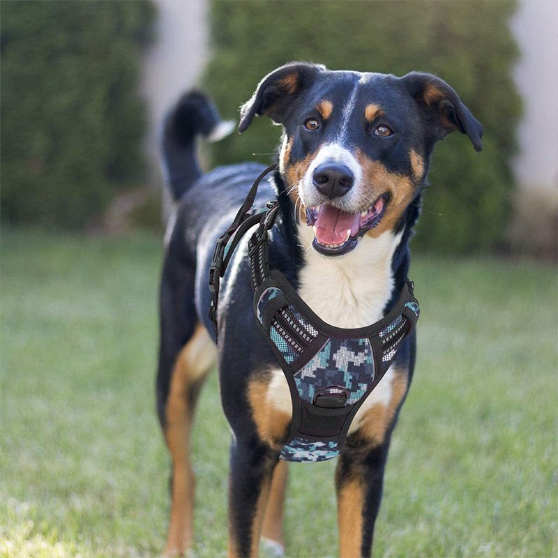 Padded Step-In Vest Harness With Leash Set