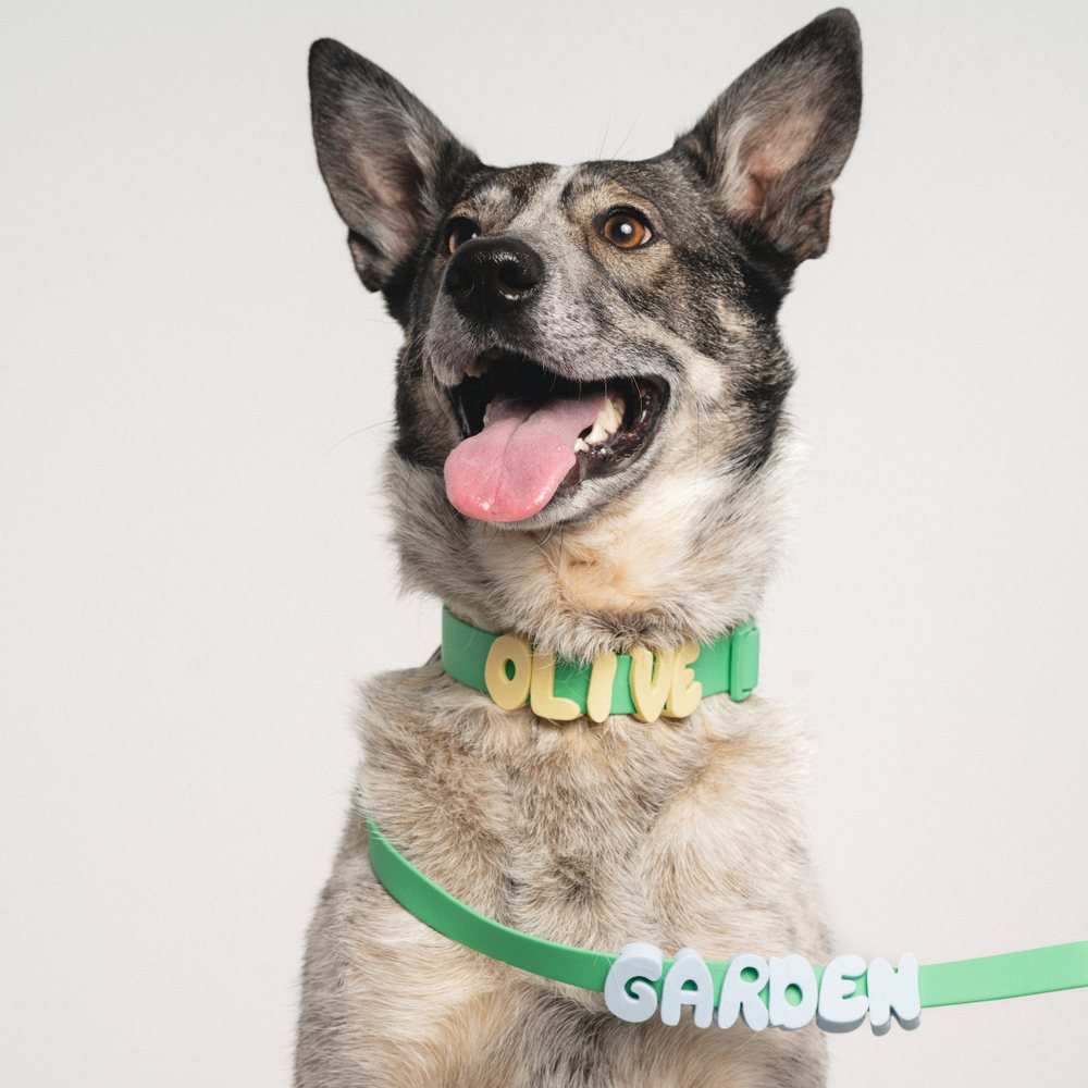 Personalized Letter Dog Collar And Leash Set