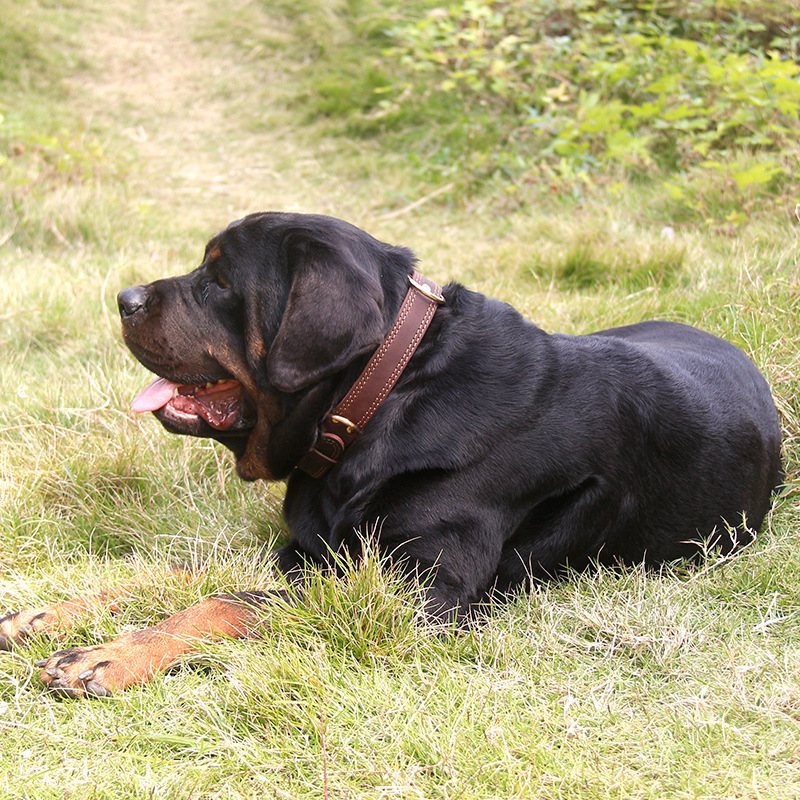 Retro Leather Dog Collar With Copper Hook